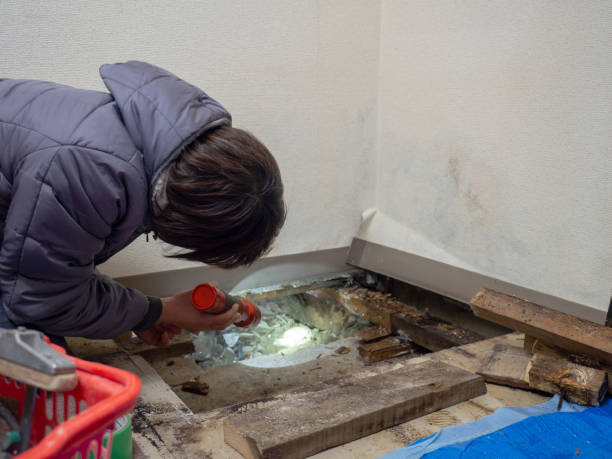 Best Attic Mold Removal  in Village Of The Branch, NY